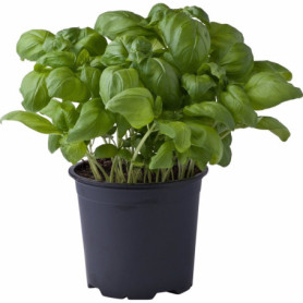 BASILICO IN VASO