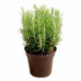 ROSMARINO IN VASO Ø14