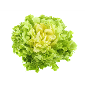 INSALATA ROMANA PZ