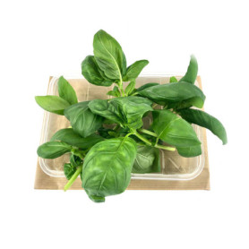 BASILICO IN VASCHETTA 30GR