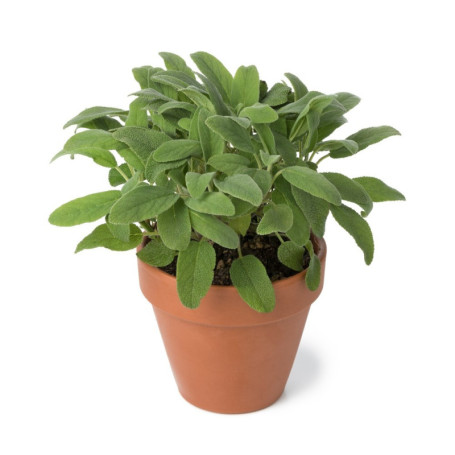 SALVIA IN VASO Ø14