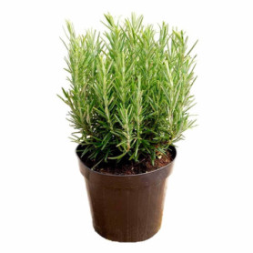 ROSMARINO IN VASO Ø14