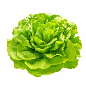 LATTUGA TROCADERO A PZ