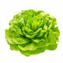 LATTUGA TROCADERO A PZ