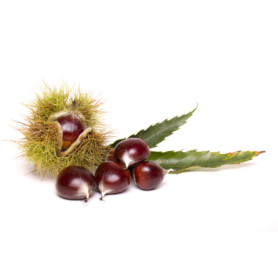 CASTAGNE CASTAGNE